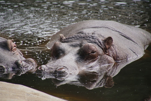 Nijlpaard1